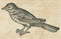 An illustration from Historiae animalium Liber III qui est de avium natura. Adjecti sunt ab initio indices alphabetici decem super nominibus avium in totidem linguis diversis : & ante illos enumeratio avium eo ordine quo in hoc volumine continentur (1555)