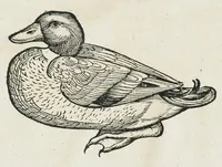 An illustration from Historiae animalium Liber III qui est de avium natura. Adjecti sunt ab initio indices alphabetici decem super nominibus avium in totidem linguis diversis : & ante illos enumeratio avium eo ordine quo in hoc volumine continentur (1555)