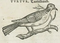 An illustration from Historiae animalium Liber III qui est de avium natura. Adjecti sunt ab initio indices alphabetici decem super nominibus avium in totidem linguis diversis : & ante illos enumeratio avium eo ordine quo in hoc volumine continentur (1555)