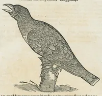 An illustration from Historiae animalium Liber III qui est de avium natura. Adjecti sunt ab initio indices alphabetici decem super nominibus avium in totidem linguis diversis : & ante illos enumeratio avium eo ordine quo in hoc volumine continentur (1555)