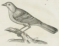 An illustration from Historiae animalium Liber III qui est de avium natura. Adjecti sunt ab initio indices alphabetici decem super nominibus avium in totidem linguis diversis : & ante illos enumeratio avium eo ordine quo in hoc volumine continentur (1555)