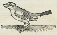 An illustration from Historiae animalium Liber III qui est de avium natura. Adjecti sunt ab initio indices alphabetici decem super nominibus avium in totidem linguis diversis : & ante illos enumeratio avium eo ordine quo in hoc volumine continentur (1555)