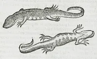 An illustration from Conradi Gesneri medici Tigurini Historiæ animalium liber IIII. Qui est de Piscium & aquatilium animantium natura. Cum iconibus singulorum ad uiuum expressis fere omnib. DCCVI. Continentur in hoc uolumine Gulielmi Rondeletij quoq[ue] medicinæ professoris regij in Schola Monspeliensi et Petri Bellonij Cenomani, medici hoc tempore Lutetiæ eximij, de aquatilium singulis scripta (1558)