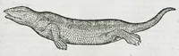 An illustration from Conradi Gesneri medici Tigurini Historiæ animalium liber IIII. Qui est de Piscium & aquatilium animantium natura. Cum iconibus singulorum ad uiuum expressis fere omnib. DCCVI. Continentur in hoc uolumine Gulielmi Rondeletij quoq[ue] medicinæ professoris regij in Schola Monspeliensi et Petri Bellonij Cenomani, medici hoc tempore Lutetiæ eximij, de aquatilium singulis scripta (1558)