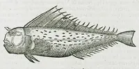 An illustration from Conradi Gesneri medici Tigurini Historiæ animalium liber IIII. Qui est de Piscium & aquatilium animantium natura. Cum iconibus singulorum ad uiuum expressis fere omnib. DCCVI. Continentur in hoc uolumine Gulielmi Rondeletij quoq[ue] medicinæ professoris regij in Schola Monspeliensi et Petri Bellonij Cenomani, medici hoc tempore Lutetiæ eximij, de aquatilium singulis scripta (1558)