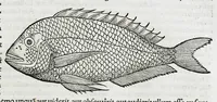 Picture 5 of 67 from Conradi Gesneri medici Tigurini Historiæ animalium liber IIII. Qui est de Piscium & aquatilium animantium natura. Cum iconibus singulorum ad uiuum expressis fere omnib. DCCVI. Continentur in hoc uolumine Gulielmi Rondeletij quoq[ue] medicinæ professoris regij in Schola Monspeliensi et Petri Bellonij Cenomani, medici hoc tempore Lutetiæ eximij, de aquatilium singulis scripta (1558), leaf 109