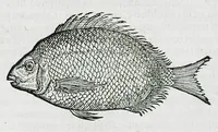 An illustration from Conradi Gesneri medici Tigurini Historiæ animalium liber IIII. Qui est de Piscium & aquatilium animantium natura. Cum iconibus singulorum ad uiuum expressis fere omnib. DCCVI. Continentur in hoc uolumine Gulielmi Rondeletij quoq[ue] medicinæ professoris regij in Schola Monspeliensi et Petri Bellonij Cenomani, medici hoc tempore Lutetiæ eximij, de aquatilium singulis scripta (1558)