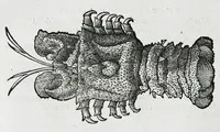 An illustration from Conradi Gesneri medici Tigurini Historiæ animalium liber IIII. Qui est de Piscium & aquatilium animantium natura. Cum iconibus singulorum ad uiuum expressis fere omnib. DCCVI. Continentur in hoc uolumine Gulielmi Rondeletij quoq[ue] medicinæ professoris regij in Schola Monspeliensi et Petri Bellonij Cenomani, medici hoc tempore Lutetiæ eximij, de aquatilium singulis scripta (1558)