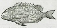 An illustration from Conradi Gesneri medici Tigurini Historiæ animalium liber IIII. Qui est de Piscium & aquatilium animantium natura. Cum iconibus singulorum ad uiuum expressis fere omnib. DCCVI. Continentur in hoc uolumine Gulielmi Rondeletij quoq[ue] medicinæ professoris regij in Schola Monspeliensi et Petri Bellonij Cenomani, medici hoc tempore Lutetiæ eximij, de aquatilium singulis scripta (1558)