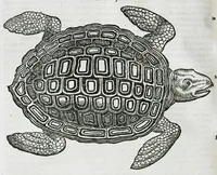 An illustration from Conradi Gesneri medici Tigurini Historiæ animalium liber IIII. Qui est de Piscium & aquatilium animantium natura. Cum iconibus singulorum ad uiuum expressis fere omnib. DCCVI. Continentur in hoc uolumine Gulielmi Rondeletij quoq[ue] medicinæ professoris regij in Schola Monspeliensi et Petri Bellonij Cenomani, medici hoc tempore Lutetiæ eximij, de aquatilium singulis scripta (1558)
