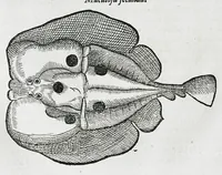 An illustration from Conradi Gesneri medici Tigurini Historiæ animalium liber IIII. Qui est de Piscium & aquatilium animantium natura. Cum iconibus singulorum ad uiuum expressis fere omnib. DCCVI. Continentur in hoc uolumine Gulielmi Rondeletij quoq[ue] medicinæ professoris regij in Schola Monspeliensi et Petri Bellonij Cenomani, medici hoc tempore Lutetiæ eximij, de aquatilium singulis scripta (1558)