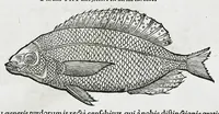 An illustration from Conradi Gesneri medici Tigurini Historiæ animalium liber IIII. Qui est de Piscium & aquatilium animantium natura. Cum iconibus singulorum ad uiuum expressis fere omnib. DCCVI. Continentur in hoc uolumine Gulielmi Rondeletij quoq[ue] medicinæ professoris regij in Schola Monspeliensi et Petri Bellonij Cenomani, medici hoc tempore Lutetiæ eximij, de aquatilium singulis scripta (1558)