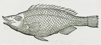 Picture 59 of 67 from Conradi Gesneri medici Tigurini Historiæ animalium liber IIII. Qui est de Piscium & aquatilium animantium natura. Cum iconibus singulorum ad uiuum expressis fere omnib. DCCVI. Continentur in hoc uolumine Gulielmi Rondeletij quoq[ue] medicinæ professoris regij in Schola Monspeliensi et Petri Bellonij Cenomani, medici hoc tempore Lutetiæ eximij, de aquatilium singulis scripta (1558), leaf 1259