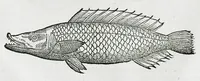 An illustration from Conradi Gesneri medici Tigurini Historiæ animalium liber IIII. Qui est de Piscium & aquatilium animantium natura. Cum iconibus singulorum ad uiuum expressis fere omnib. DCCVI. Continentur in hoc uolumine Gulielmi Rondeletij quoq[ue] medicinæ professoris regij in Schola Monspeliensi et Petri Bellonij Cenomani, medici hoc tempore Lutetiæ eximij, de aquatilium singulis scripta (1558)