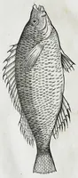 An illustration from Conradi Gesneri medici Tigurini Historiæ animalium liber IIII. Qui est de Piscium & aquatilium animantium natura. Cum iconibus singulorum ad uiuum expressis fere omnib. DCCVI. Continentur in hoc uolumine Gulielmi Rondeletij quoq[ue] medicinæ professoris regij in Schola Monspeliensi et Petri Bellonij Cenomani, medici hoc tempore Lutetiæ eximij, de aquatilium singulis scripta (1558)