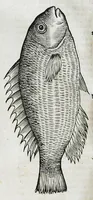 Picture 62 of 67 from Conradi Gesneri medici Tigurini Historiæ animalium liber IIII. Qui est de Piscium & aquatilium animantium natura. Cum iconibus singulorum ad uiuum expressis fere omnib. DCCVI. Continentur in hoc uolumine Gulielmi Rondeletij quoq[ue] medicinæ professoris regij in Schola Monspeliensi et Petri Bellonij Cenomani, medici hoc tempore Lutetiæ eximij, de aquatilium singulis scripta (1558), leaf 1268