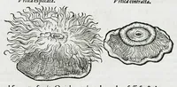 An illustration from Conradi Gesneri medici Tigurini Historiæ animalium liber IIII. Qui est de Piscium & aquatilium animantium natura. Cum iconibus singulorum ad uiuum expressis fere omnib. DCCVI. Continentur in hoc uolumine Gulielmi Rondeletij quoq[ue] medicinæ professoris regij in Schola Monspeliensi et Petri Bellonij Cenomani, medici hoc tempore Lutetiæ eximij, de aquatilium singulis scripta (1558)