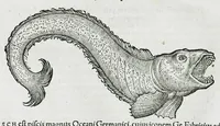 An illustration from Conradi Gesneri medici Tigurini Historiæ animalium liber IIII. Qui est de Piscium & aquatilium animantium natura. Cum iconibus singulorum ad uiuum expressis fere omnib. DCCVI. Continentur in hoc uolumine Gulielmi Rondeletij quoq[ue] medicinæ professoris regij in Schola Monspeliensi et Petri Bellonij Cenomani, medici hoc tempore Lutetiæ eximij, de aquatilium singulis scripta (1558)