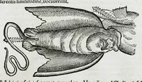 An illustration from Conradi Gesneri medici Tigurini Historiæ animalium liber IIII. Qui est de Piscium & aquatilium animantium natura. Cum iconibus singulorum ad uiuum expressis fere omnib. DCCVI. Continentur in hoc uolumine Gulielmi Rondeletij quoq[ue] medicinæ professoris regij in Schola Monspeliensi et Petri Bellonij Cenomani, medici hoc tempore Lutetiæ eximij, de aquatilium singulis scripta (1558)