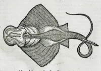 Picture 7 of 67 from Conradi Gesneri medici Tigurini Historiæ animalium liber IIII. Qui est de Piscium & aquatilium animantium natura. Cum iconibus singulorum ad uiuum expressis fere omnib. DCCVI. Continentur in hoc uolumine Gulielmi Rondeletij quoq[ue] medicinæ professoris regij in Schola Monspeliensi et Petri Bellonij Cenomani, medici hoc tempore Lutetiæ eximij, de aquatilium singulis scripta (1558), leaf 131
