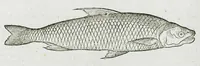 An illustration from Conradi Gesneri medici Tigurini Historiæ animalium liber IIII. Qui est de Piscium & aquatilium animantium natura. Cum iconibus singulorum ad uiuum expressis fere omnib. DCCVI. Continentur in hoc uolumine Gulielmi Rondeletij quoq[ue] medicinæ professoris regij in Schola Monspeliensi et Petri Bellonij Cenomani, medici hoc tempore Lutetiæ eximij, de aquatilium singulis scripta (1558)