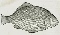 An illustration from Conradi Gesneri medici Tigurini Historiæ animalium liber IIII. Qui est de Piscium & aquatilium animantium natura. Cum iconibus singulorum ad uiuum expressis fere omnib. DCCVI. Continentur in hoc uolumine Gulielmi Rondeletij quoq[ue] medicinæ professoris regij in Schola Monspeliensi et Petri Bellonij Cenomani, medici hoc tempore Lutetiæ eximij, de aquatilium singulis scripta (1558)