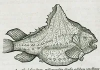 Picture 67 of 67 from Conradi Gesneri medici Tigurini Historiæ animalium liber IIII. Qui est de Piscium & aquatilium animantium natura. Cum iconibus singulorum ad uiuum expressis fere omnib. DCCVI. Continentur in hoc uolumine Gulielmi Rondeletij quoq[ue] medicinæ professoris regij in Schola Monspeliensi et Petri Bellonij Cenomani, medici hoc tempore Lutetiæ eximij, de aquatilium singulis scripta (1558), leaf 1329