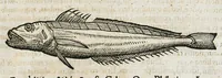 An illustration from Conradi Gesneri medici Tigurini Historiæ animalium liber IIII. Qui est de Piscium & aquatilium animantium natura. Cum iconibus singulorum ad uiuum expressis fere omnib. DCCVI. Continentur in hoc uolumine Gulielmi Rondeletij quoq[ue] medicinæ professoris regij in Schola Monspeliensi et Petri Bellonij Cenomani, medici hoc tempore Lutetiæ eximij, de aquatilium singulis scripta (1558)