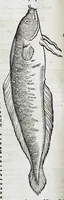An illustration from Conradi Gesneri medici Tigurini Historiæ animalium liber IIII. Qui est de Piscium & aquatilium animantium natura. Cum iconibus singulorum ad uiuum expressis fere omnib. DCCVI. Continentur in hoc uolumine Gulielmi Rondeletij quoq[ue] medicinæ professoris regij in Schola Monspeliensi et Petri Bellonij Cenomani, medici hoc tempore Lutetiæ eximij, de aquatilium singulis scripta (1558)