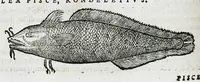 An illustration from Conradi Gesneri medici Tigurini Historiæ animalium liber IIII. Qui est de Piscium & aquatilium animantium natura. Cum iconibus singulorum ad uiuum expressis fere omnib. DCCVI. Continentur in hoc uolumine Gulielmi Rondeletij quoq[ue] medicinæ professoris regij in Schola Monspeliensi et Petri Bellonij Cenomani, medici hoc tempore Lutetiæ eximij, de aquatilium singulis scripta (1558)