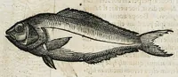 An illustration from Conradi Gesneri medici Tigurini Historiæ animalium liber IIII. Qui est de Piscium & aquatilium animantium natura. Cum iconibus singulorum ad uiuum expressis fere omnib. DCCVI. Continentur in hoc uolumine Gulielmi Rondeletij quoq[ue] medicinæ professoris regij in Schola Monspeliensi et Petri Bellonij Cenomani, medici hoc tempore Lutetiæ eximij, de aquatilium singulis scripta (1558)