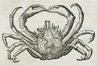 An illustration from Conradi Gesneri medici Tigurini Historiæ animalium liber IIII. Qui est de Piscium & aquatilium animantium natura. Cum iconibus singulorum ad uiuum expressis fere omnib. DCCVI. Continentur in hoc uolumine Gulielmi Rondeletij quoq[ue] medicinæ professoris regij in Schola Monspeliensi et Petri Bellonij Cenomani, medici hoc tempore Lutetiæ eximij, de aquatilium singulis scripta (1558)