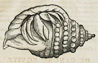 An illustration from Conradi Gesneri medici Tigurini Historiæ animalium liber IIII. Qui est de Piscium & aquatilium animantium natura. Cum iconibus singulorum ad uiuum expressis fere omnib. DCCVI. Continentur in hoc uolumine Gulielmi Rondeletij quoq[ue] medicinæ professoris regij in Schola Monspeliensi et Petri Bellonij Cenomani, medici hoc tempore Lutetiæ eximij, de aquatilium singulis scripta (1558)