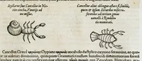 An illustration from Conradi Gesneri medici Tigurini Historiæ animalium liber IIII. Qui est de Piscium & aquatilium animantium natura. Cum iconibus singulorum ad uiuum expressis fere omnib. DCCVI. Continentur in hoc uolumine Gulielmi Rondeletij quoq[ue] medicinæ professoris regij in Schola Monspeliensi et Petri Bellonij Cenomani, medici hoc tempore Lutetiæ eximij, de aquatilium singulis scripta (1558)