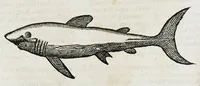 An illustration from Conradi Gesneri medici Tigurini Historiæ animalium liber IIII. Qui est de Piscium & aquatilium animantium natura. Cum iconibus singulorum ad uiuum expressis fere omnib. DCCVI. Continentur in hoc uolumine Gulielmi Rondeletij quoq[ue] medicinæ professoris regij in Schola Monspeliensi et Petri Bellonij Cenomani, medici hoc tempore Lutetiæ eximij, de aquatilium singulis scripta (1558)