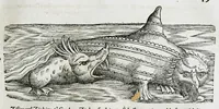 An illustration from Conradi Gesneri medici Tigurini Historiæ animalium liber IIII. Qui est de Piscium & aquatilium animantium natura. Cum iconibus singulorum ad uiuum expressis fere omnib. DCCVI. Continentur in hoc uolumine Gulielmi Rondeletij quoq[ue] medicinæ professoris regij in Schola Monspeliensi et Petri Bellonij Cenomani, medici hoc tempore Lutetiæ eximij, de aquatilium singulis scripta (1558)