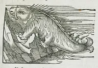 An illustration from Conradi Gesneri medici Tigurini Historiæ animalium liber IIII. Qui est de Piscium & aquatilium animantium natura. Cum iconibus singulorum ad uiuum expressis fere omnib. DCCVI. Continentur in hoc uolumine Gulielmi Rondeletij quoq[ue] medicinæ professoris regij in Schola Monspeliensi et Petri Bellonij Cenomani, medici hoc tempore Lutetiæ eximij, de aquatilium singulis scripta (1558)