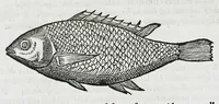 Picture 20 of 67 from Conradi Gesneri medici Tigurini Historiæ animalium liber IIII. Qui est de Piscium & aquatilium animantium natura. Cum iconibus singulorum ad uiuum expressis fere omnib. DCCVI. Continentur in hoc uolumine Gulielmi Rondeletij quoq[ue] medicinæ professoris regij in Schola Monspeliensi et Petri Bellonij Cenomani, medici hoc tempore Lutetiæ eximij, de aquatilium singulis scripta (1558), leaf 308