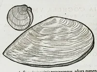 An illustration from Conradi Gesneri medici Tigurini Historiæ animalium liber IIII. Qui est de Piscium & aquatilium animantium natura. Cum iconibus singulorum ad uiuum expressis fere omnib. DCCVI. Continentur in hoc uolumine Gulielmi Rondeletij quoq[ue] medicinæ professoris regij in Schola Monspeliensi et Petri Bellonij Cenomani, medici hoc tempore Lutetiæ eximij, de aquatilium singulis scripta (1558)