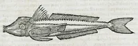 An illustration from Conradi Gesneri medici Tigurini Historiæ animalium liber IIII. Qui est de Piscium & aquatilium animantium natura. Cum iconibus singulorum ad uiuum expressis fere omnib. DCCVI. Continentur in hoc uolumine Gulielmi Rondeletij quoq[ue] medicinæ professoris regij in Schola Monspeliensi et Petri Bellonij Cenomani, medici hoc tempore Lutetiæ eximij, de aquatilium singulis scripta (1558)