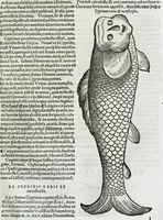 An illustration from Conradi Gesneri medici Tigurini Historiæ animalium liber IIII. Qui est de Piscium & aquatilium animantium natura. Cum iconibus singulorum ad uiuum expressis fere omnib. DCCVI. Continentur in hoc uolumine Gulielmi Rondeletij quoq[ue] medicinæ professoris regij in Schola Monspeliensi et Petri Bellonij Cenomani, medici hoc tempore Lutetiæ eximij, de aquatilium singulis scripta (1558)
