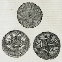 An illustration from Conradi Gesneri medici Tigurini Historiæ animalium liber IIII. Qui est de Piscium & aquatilium animantium natura. Cum iconibus singulorum ad uiuum expressis fere omnib. DCCVI. Continentur in hoc uolumine Gulielmi Rondeletij quoq[ue] medicinæ professoris regij in Schola Monspeliensi et Petri Bellonij Cenomani, medici hoc tempore Lutetiæ eximij, de aquatilium singulis scripta (1558)