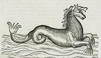 An illustration from Conradi Gesneri medici Tigurini Historiæ animalium liber IIII. Qui est de Piscium & aquatilium animantium natura. Cum iconibus singulorum ad uiuum expressis fere omnib. DCCVI. Continentur in hoc uolumine Gulielmi Rondeletij quoq[ue] medicinæ professoris regij in Schola Monspeliensi et Petri Bellonij Cenomani, medici hoc tempore Lutetiæ eximij, de aquatilium singulis scripta (1558)