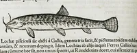 An illustration from Conradi Gesneri medici Tigurini Historiæ animalium liber IIII. Qui est de Piscium & aquatilium animantium natura. Cum iconibus singulorum ad uiuum expressis fere omnib. DCCVI. Continentur in hoc uolumine Gulielmi Rondeletij quoq[ue] medicinæ professoris regij in Schola Monspeliensi et Petri Bellonij Cenomani, medici hoc tempore Lutetiæ eximij, de aquatilium singulis scripta (1558)