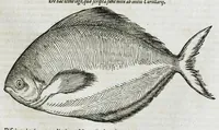 An illustration from Conradi Gesneri medici Tigurini Historiæ animalium liber IIII. Qui est de Piscium & aquatilium animantium natura. Cum iconibus singulorum ad uiuum expressis fere omnib. DCCVI. Continentur in hoc uolumine Gulielmi Rondeletij quoq[ue] medicinæ professoris regij in Schola Monspeliensi et Petri Bellonij Cenomani, medici hoc tempore Lutetiæ eximij, de aquatilium singulis scripta (1558)
