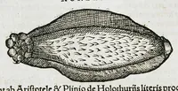 An illustration from Conradi Gesneri medici Tigurini Historiæ animalium liber IIII. Qui est de Piscium & aquatilium animantium natura. Cum iconibus singulorum ad uiuum expressis fere omnib. DCCVI. Continentur in hoc uolumine Gulielmi Rondeletij quoq[ue] medicinæ professoris regij in Schola Monspeliensi et Petri Bellonij Cenomani, medici hoc tempore Lutetiæ eximij, de aquatilium singulis scripta (1558)