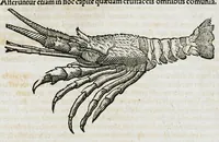 Picture 30 of 67 from Conradi Gesneri medici Tigurini Historiæ animalium liber IIII. Qui est de Piscium & aquatilium animantium natura. Cum iconibus singulorum ad uiuum expressis fere omnib. DCCVI. Continentur in hoc uolumine Gulielmi Rondeletij quoq[ue] medicinæ professoris regij in Schola Monspeliensi et Petri Bellonij Cenomani, medici hoc tempore Lutetiæ eximij, de aquatilium singulis scripta (1558), leaf 617