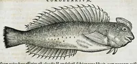 An illustration from Conradi Gesneri medici Tigurini Historiæ animalium liber IIII. Qui est de Piscium & aquatilium animantium natura. Cum iconibus singulorum ad uiuum expressis fere omnib. DCCVI. Continentur in hoc uolumine Gulielmi Rondeletij quoq[ue] medicinæ professoris regij in Schola Monspeliensi et Petri Bellonij Cenomani, medici hoc tempore Lutetiæ eximij, de aquatilium singulis scripta (1558)