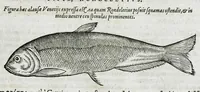 An illustration from Conradi Gesneri medici Tigurini Historiæ animalium liber IIII. Qui est de Piscium & aquatilium animantium natura. Cum iconibus singulorum ad uiuum expressis fere omnib. DCCVI. Continentur in hoc uolumine Gulielmi Rondeletij quoq[ue] medicinæ professoris regij in Schola Monspeliensi et Petri Bellonij Cenomani, medici hoc tempore Lutetiæ eximij, de aquatilium singulis scripta (1558)