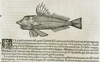 An illustration from Conradi Gesneri medici Tigurini Historiæ animalium liber IIII. Qui est de Piscium & aquatilium animantium natura. Cum iconibus singulorum ad uiuum expressis fere omnib. DCCVI. Continentur in hoc uolumine Gulielmi Rondeletij quoq[ue] medicinæ professoris regij in Schola Monspeliensi et Petri Bellonij Cenomani, medici hoc tempore Lutetiæ eximij, de aquatilium singulis scripta (1558)